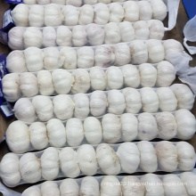 China Professional manufacturer hot selling China wholesale fresh garlic